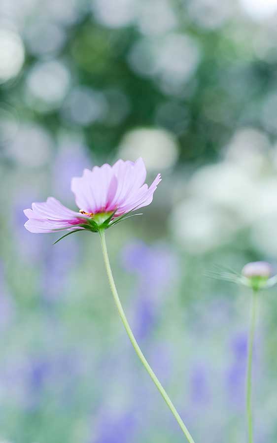 Anna Strohmeier Wango – Blumen Workshops